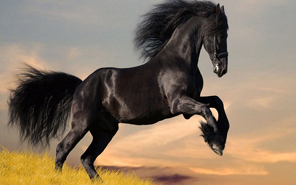 Το άλογο είναι το πιό αγαπημένο πλάσμα των ανθρώπων